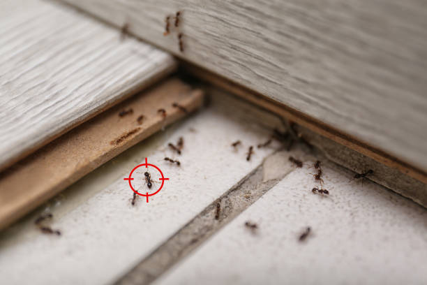 Best Commercial Pest Control Services  in Evans, CO