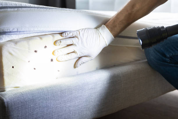 Best Affordable Pest Control Services  in Evans, CO
