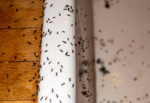 Best Pest Inspection Near Me  in Evans, CO