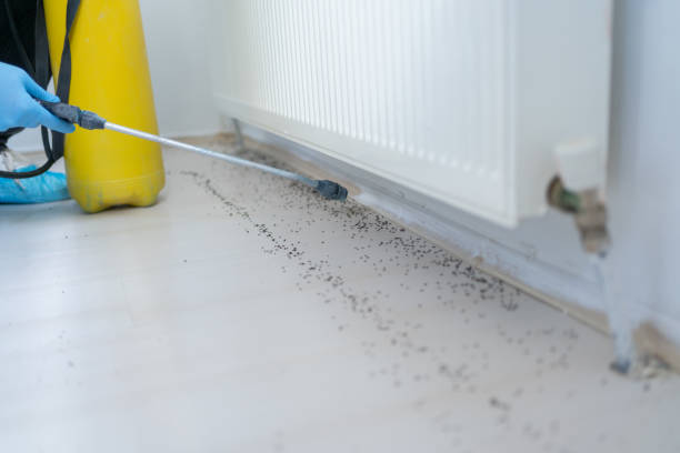 Best Flea Control Services  in Evans, CO